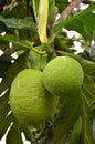 Green bread fruit on the tree