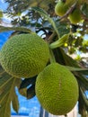 Green breadfruit growing on the tree in sunlight, Brazil. Royalty Free Stock Photo