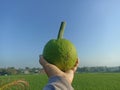Green breadfruit in hand with the blue sky background over the field. Person holding food in hands Royalty Free Stock Photo