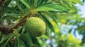 Green breadfruit hanging on a lush tropical tree branch Royalty Free Stock Photo