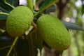 The green breadfruits image Royalty Free Stock Photo