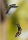 Green-breasted Mango (Anthracothorax prevostii) Royalty Free Stock Photo