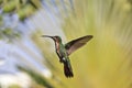 Green-breasted Mango (Anthracothorax prevostii) Royalty Free Stock Photo