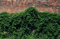 Green brick facade wall Royalty Free Stock Photo