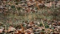 Green bright, beautiful, grass covered with hoarfrost, shot on a cold frosty morning, in fallen leaves Royalty Free Stock Photo