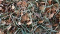 Green bright, beautiful, grass covered with hoarfrost, shot on a cold frosty morning, in fallen leaves Royalty Free Stock Photo