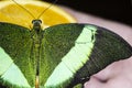 Green bright butterfly Royalty Free Stock Photo