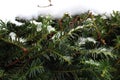 Green bright coniferous branches with needles under snow. Conifer forest background. Winter tree. Royalty Free Stock Photo