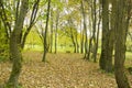 Green bright landscape of an autumn alley with big trees and foliage on a path