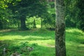 Green lawn with plenty of space and fence with open gate on background Royalty Free Stock Photo