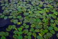 Green bright leaves of water lilies with yellow flowers in dark blue pond with reflected sky Royalty Free Stock Photo