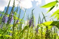 Green bright meadow grass and flowers lupin against the blue sky with clouds on a summer sunny day Royalty Free Stock Photo