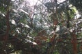 Chaotic interlacing of thuja and sun branches. Wild forest. Jungle