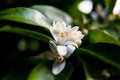 Neroli. Green bright orange tree leaves and orange flower neroli with raindrops, dew background