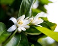 Neroli. Green bright orange tree leaves and orange flower neroli with raindrops, dew background