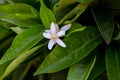 Neroli. Green bright orange tree leaves and orange flower neroli with raindrops, dew background