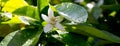 Neroli. Green bright orange tree leaves and orange flower neroli with raindrops, dew background