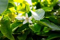 Neroli. Green bright orange tree leaves and orange flower neroli with raindrops, dew background