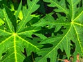 Green bright papaya leaves texture
