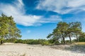 Green bright pine trees against the blue sky. Dunes and sand. Baltic coast of Poland.