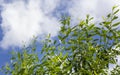 Green bright willow leaves against a blue sky Royalty Free Stock Photo