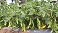 Green brinjal farm with fresh brinjals grown in plant on horticultural farms