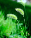 Green bristle grass Royalty Free Stock Photo