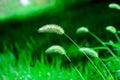 Green bristle grass Royalty Free Stock Photo