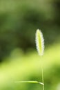 Green bristle grass Royalty Free Stock Photo