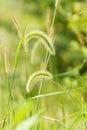 Green bristle grass Royalty Free Stock Photo