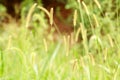 Green bristle grass Royalty Free Stock Photo