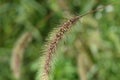 Green bristle grass Fox tail grass ( Setaria viridis ). Poaceae annual weeds.