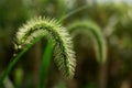 Green Bristle grass Herb Royalty Free Stock Photo