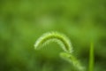 Green Bristlegrass Herb Royalty Free Stock Photo