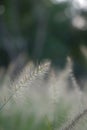 Green bristlegrass by the road