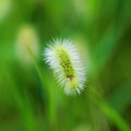 Green bristlegrass Royalty Free Stock Photo