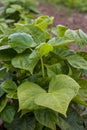 Green broad beans plant in the garden Royalty Free Stock Photo