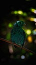 The green broadbill also known as the lesser green broadbill is a small bird in the broadbill family can be identified by its vibr