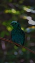 The green broadbill also known as the lesser green broadbill is a small bird in the broadbill family can be identified by its vibr
