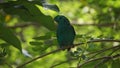 The green broadbill also known as the lesser green broadbill is a small bird in the broadbill family can be identified by its vibr