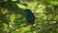 The green broadbill also known as the lesser green broadbill is a small bird in the broadbill family can be identified by its vibr