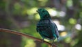 The green broadbill also known as the lesser green broadbill is a small bird in the broadbill family can be identified by its vibr