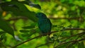 The green broadbill also known as the lesser green broadbill is a small bird in the broadbill family can be identified by its vibr