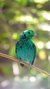 The green broadbill also known as the lesser green broadbill is a small bird in the broadbill family can be identified by its vibr