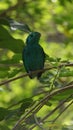 The green broadbill also known as the lesser green broadbill is a small bird in the broadbill family can be identified by its vibr