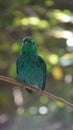 The green broadbill also known as the lesser green broadbill is a small bird in the broadbill family can be identified by its vibr