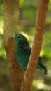 The green broadbill also known as the lesser green broadbill is a small bird in the broadbill family can be identified by its vibr