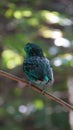 The green broadbill also known as the lesser green broadbill is a small bird in the broadbill family can be identified by its vibr