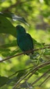 The green broadbill also known as the lesser green broadbill is a small bird in the broadbill family can be identified by its vibr