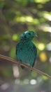 The green broadbill also known as the lesser green broadbill is a small bird in the broadbill family can be identified by its vibr